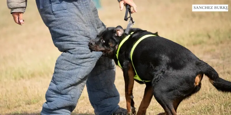 best dog bite lawyer in lake charles